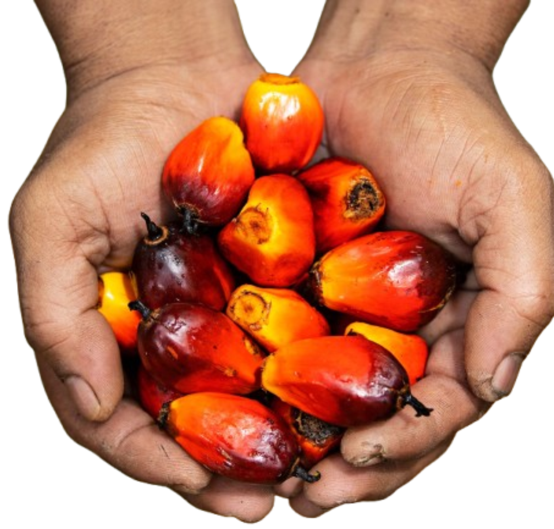 Palm Oil Bottle