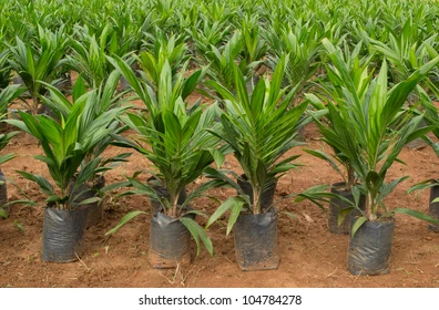 Palm Oil